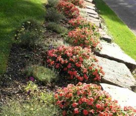 Pink flowers line a garden bed along a stone path next to a road on a sunny day.